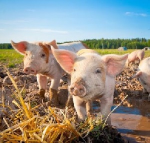 В феврале в Зауралье откроется новый свинокомплекс