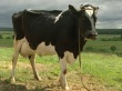 ИКАР: Продуктивность российских коров упала впервые за 15 лет