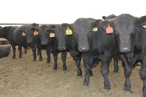 Из Амурской области на Сахалин доставлена крупная партия скота мясных пород