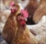 Курская битва - Мясо птицы стало инструментом глобального бизнеса и политики