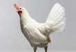 Серебряная курица - сибирские биологи предложили альтернативу антибиотикам в птицеводстве