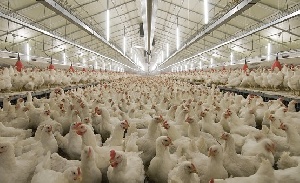 Первая партия куриного мяса с восстановленного после пожара инкубатора птицефабрики "Томская" ожидается в сентябре