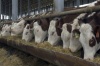 Украинское животноводство стимулируют снижением экспортных пошлин