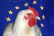 ЕС увеличивает производство мяса птицы. Рост экспортных отгрузок на этот год ожидается в районе 14%