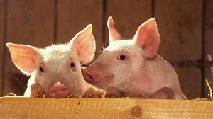 Мордовские свиноводы поставили первый контейнер свинины в Гонконг