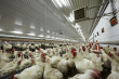 Птицефабрика “Северная” выйдет на полную мощность в конце октября
