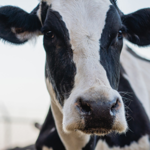 Минсельхоз России изменил правила убоя продуктивных животных