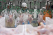 Миссия ЕС оценит систему контроля производства мяса птицы на Украине 