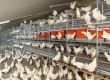 В Подмосковье производство мяса птицы выросло на треть за 9 лет