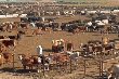ЕС объявил о начале масштабного исследования по улучшению скотоводческих производственных технологий 