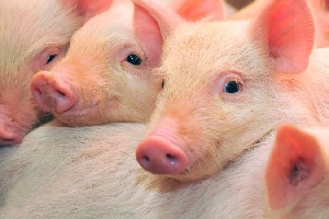 Латвийское свиноводство стоит на грани банкротства