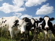 На Черниговщине китайцы построят комплекс по разведению крупного рогатого скота