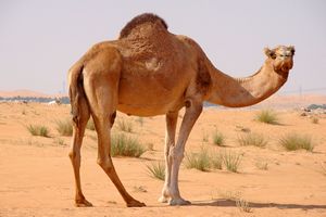Американские гурманы заинтересовались верблюжатиной Американские гурманы заинтересовались верблюжатиной