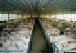 В мире: предварительный прогноз продаж мясной продукции на 2011 год