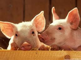 Во время ЧП на свинокомплексе в Кузбассе погибли 5 тыс. животных 
