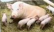В Мосальском районе Калужской области новая вспышка африканской чумы свиней