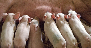 В I квартале 2020 года поголовье свиней в Курской области выросло на 20% 