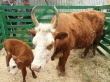 В Якутию переехали коровы и быки из Калмыкии