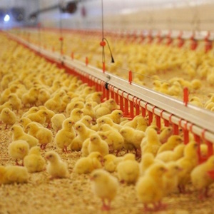 «Продо» начала модернизацию птицефабрики в Омской области