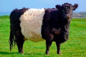 "Морозостойкие" мясные быки прибыли для разведения в хозяйства Томской области