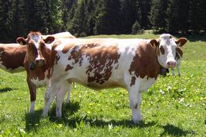  В Ярославской области открылась крупная ферма, рассчитанная на полтысячи голов крупного рогатого скота 