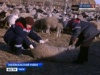 Вспышка оспы у овец отмечена в Забайкальском крае