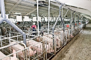  К 2016 году в Гродненской области построят 4 свинокомплекса