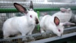 Кострома стала первым регионом в России, который занялся производством маточного поголовья кроликов