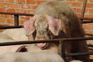 Рязанский свинокомплекс убрали из программы приватизации
