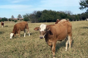 В Тульской области выросло поголовье крупного рогатого скота