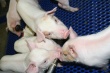 Свинокомплекс "Восточно-Сибирский" в Бурятии увеличит производство свинины