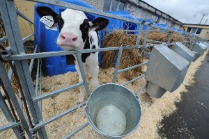 Иностранцы построят в Брянской области животноводческие комплексы