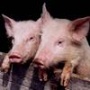 «Липецкмясо» планирует построить еще один свинокомплекс за 1 млрд рублей