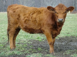 На животноводческом комплексе в Мордовии пало 216 голов скота