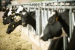 Молочная ферма на 500 коров будет построена в Озерском районе Московской области