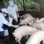 Ситуация в свиноводстве в связи с АЧС
