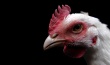 В США уволенные работники отомстили фермерам, убив птиц