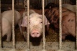 ЛПХ Орловской области попросят уйти от свиноводства