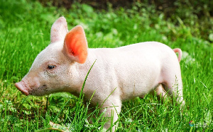 События в Германии поставили польских производителей свиней в драматическое положение