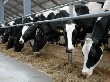 Объем производства сельхозпродукции в АМО в прошлом году увеличился на 8%