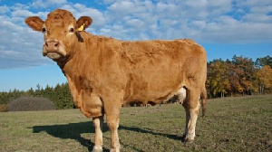 Вспышку опасного заболевания коров впервые зафиксировали в Новосибирской области