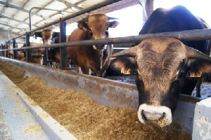 Новосибирская область делает ставку на животноводство