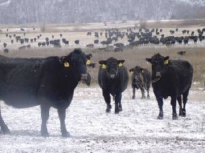В Ивановской области развивается мясное скотоводство