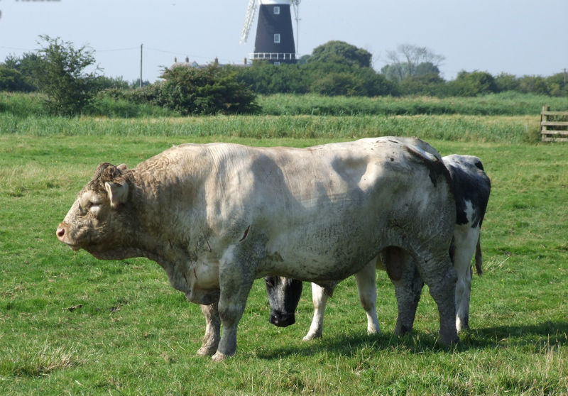 Бельгийская корова фото