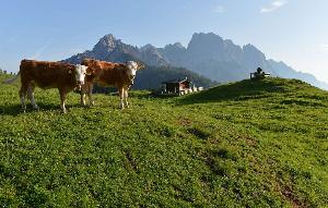 В Австрии разработают кодекс поведения для туристов при встрече с коровами