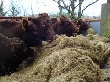 Челябинск: ценовые ножницы между кормами и продажей готовой продукции животноводства стали сокращаться