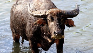 Россельхознадзор согласовал поставки в Россию мяса буйвола из Индии