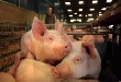 Компания Андрея Мохнова получила кредит на 60 млн руб. на организацию свиноводческого производства Компания Андрея Мохнова получила кредит на 60 млн руб. на организацию свиноводческого производства