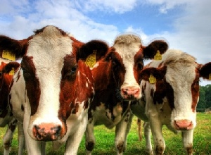 Как выращивают скот в Голландии?
