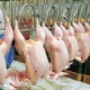 Украина сможет начать с 24 июля экспорт продукции птицеводства в ЕС